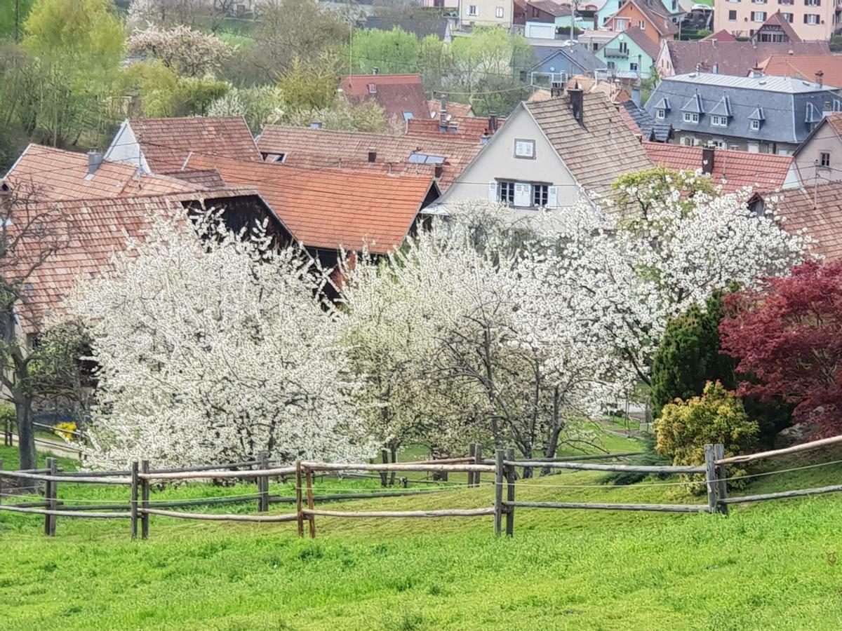 Ferienwohnung Petit Week End Dans La Vallee Breitenbach-Haut-Rhin Exterior foto